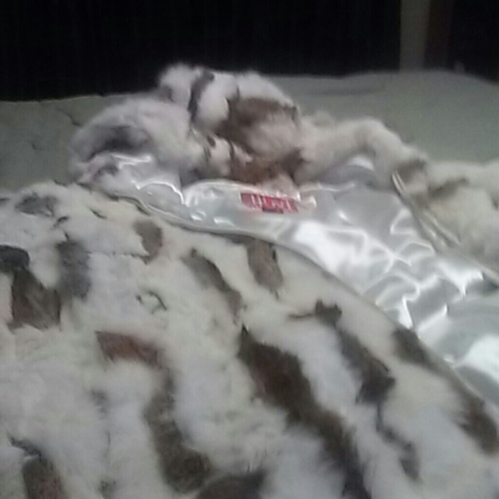 New rabbit coat